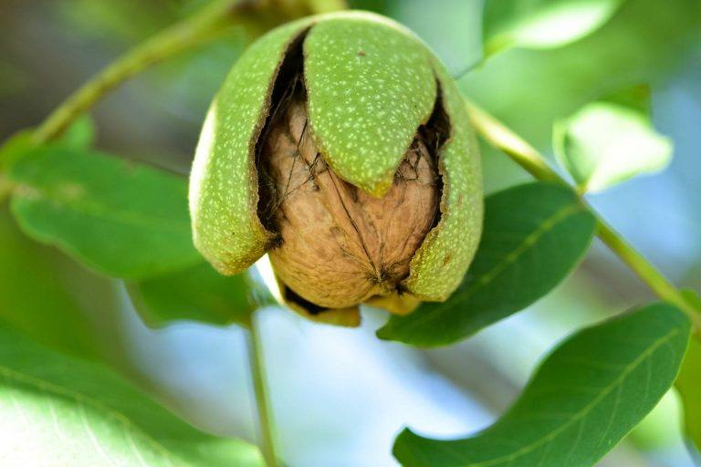 Closeup of ripe walnut growing on a healthy walnut tree