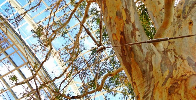 Keep your trees growing tall and strong, and keep your property safe with cable and bracing services with the tree care professionals at Atlas Tree