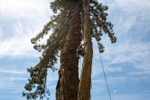 Large tree removal by the tree care professionals at Atlas Tree