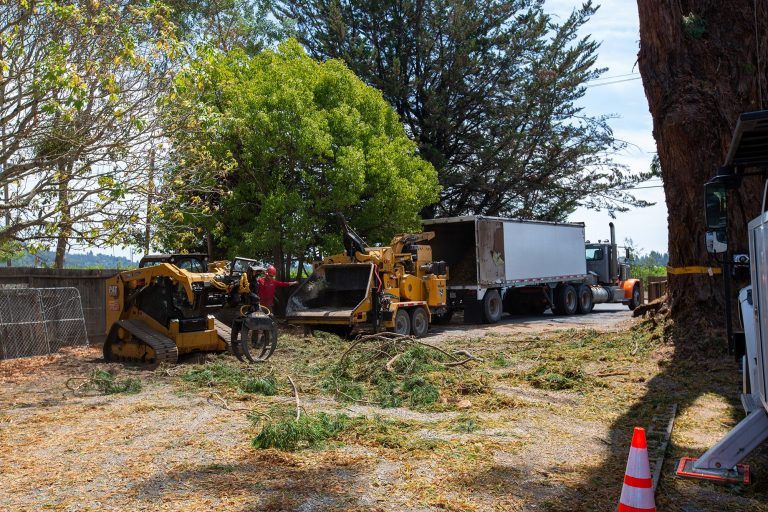 Clean, careful, and efficient vegetation management by the tree care professionals at Atlas Tree