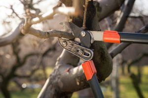 Professionally pruning a tree with shears