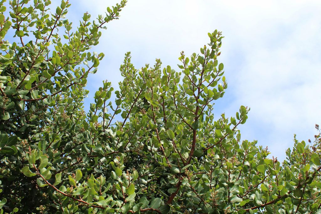 The Lemonade Sumac, or Lemonade berry shrub, is a drought-tolerant tree that is native to California