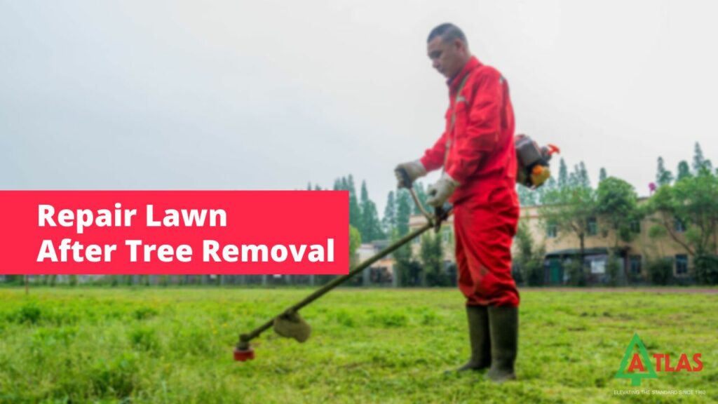 Repair Lawn After Tree Removal
