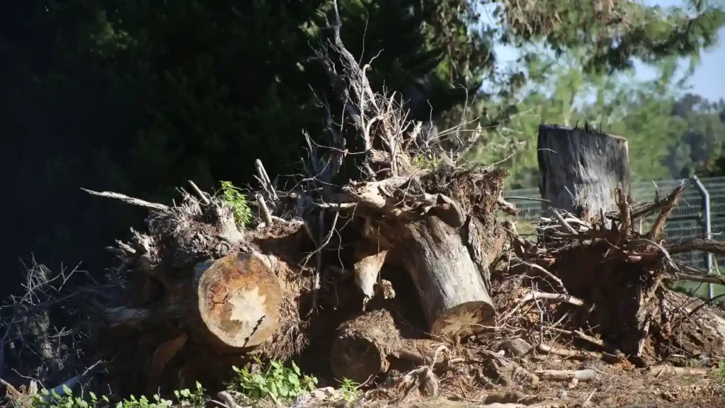 how to remove a dead tree